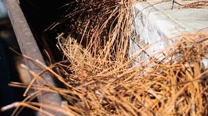 No Pine Needles