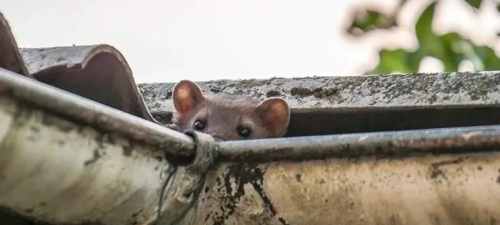 No Rodents